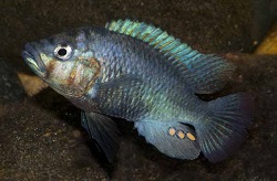 Haplochromis-sp-Clearwater-M-DSC_0115b-k.jpg